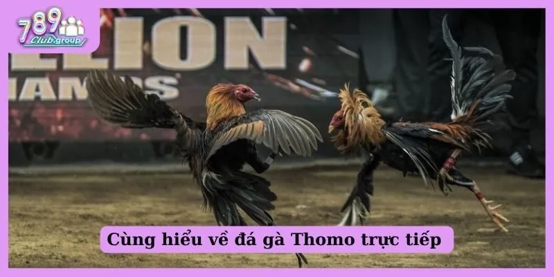 Cùng hiểu về đá gà Thomo trực tiếp