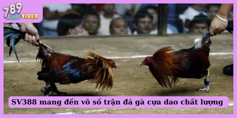 SV388 mang đến vô số trận đá gà cựa dao chất lượng